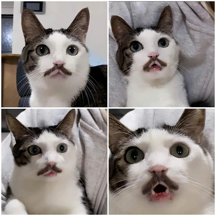 The 60 Funniest Animal Pics That Will Totally Make Your Day