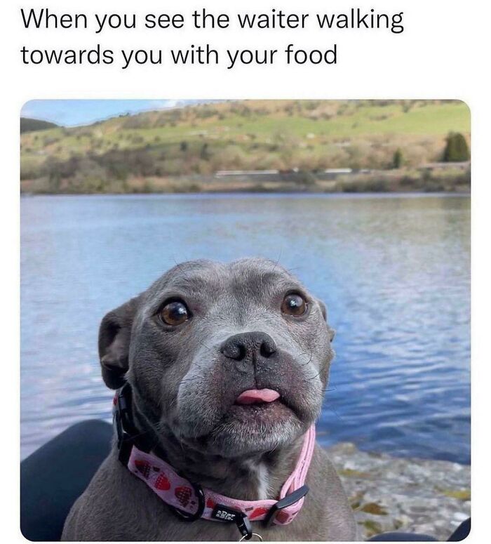 The 60 Funniest Animal Pics That Will Totally Make Your Day