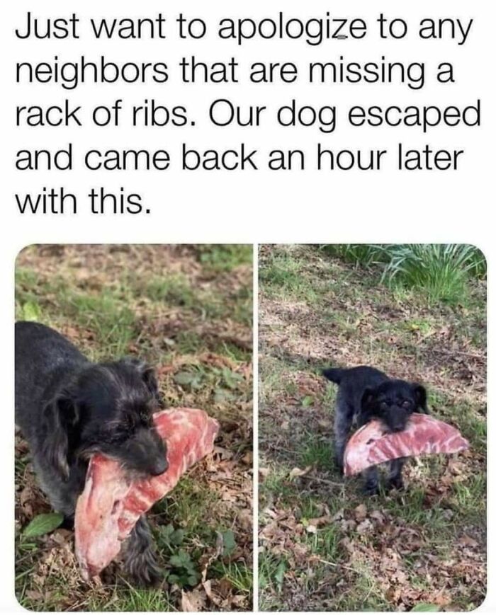 The 60 Funniest Animal Pics That Will Totally Make Your Day