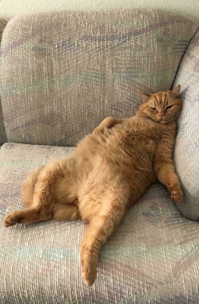 The 60 Funniest Animal Pics That Will Totally Make Your Day