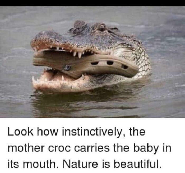 The 60 Funniest Animal Pics That Will Totally Make Your Day