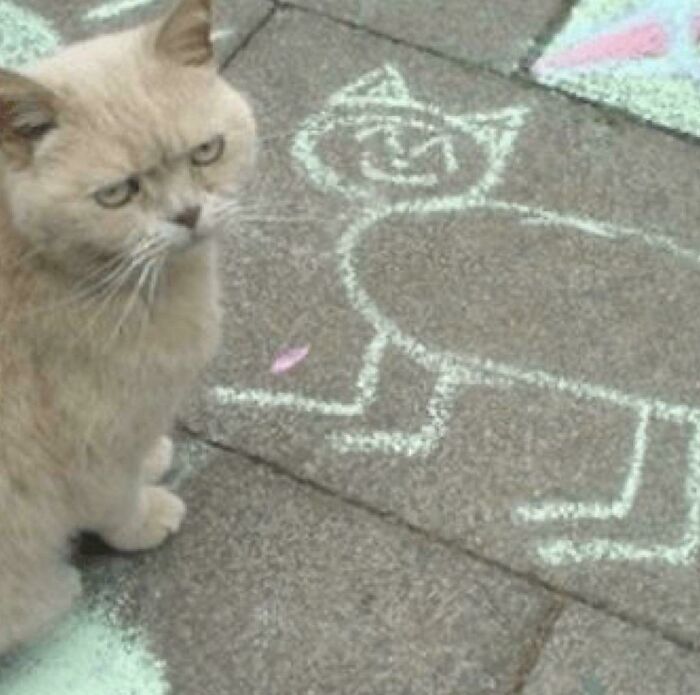 The 60 Funniest Animal Pics That Will Totally Make Your Day
