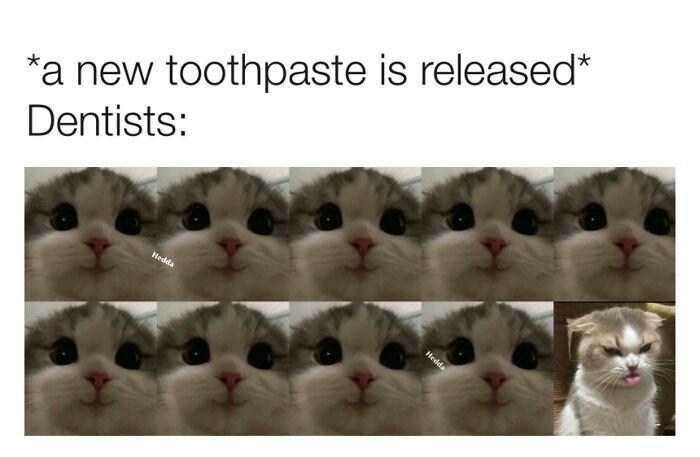 The 60 Funniest Animal Pics That Will Totally Make Your Day