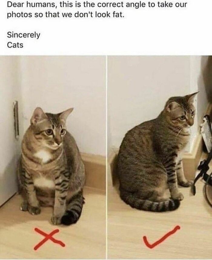 The 60 Funniest Animal Pics That Will Totally Make Your Day