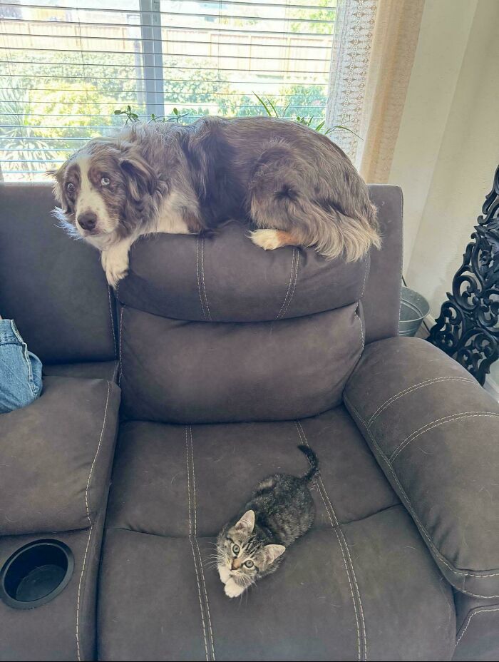 The 60 Funniest Animal Pics That Will Totally Make Your Day