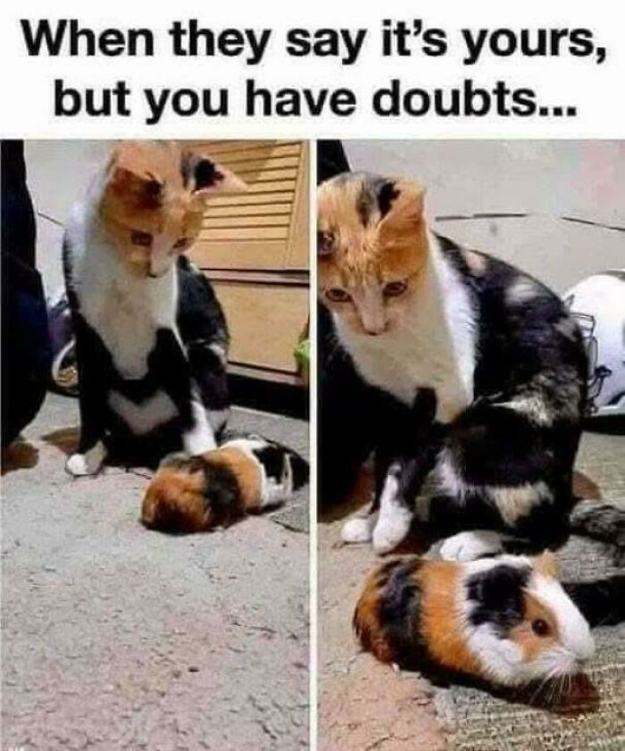 The 60 Funniest Animal Pics That Will Totally Make Your Day