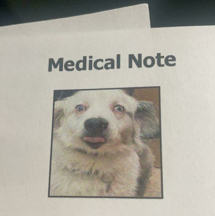 The 60 Funniest Animal Pics That Will Totally Make Your Day