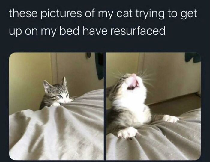 The 60 Funniest Animal Pics That Will Totally Make Your Day