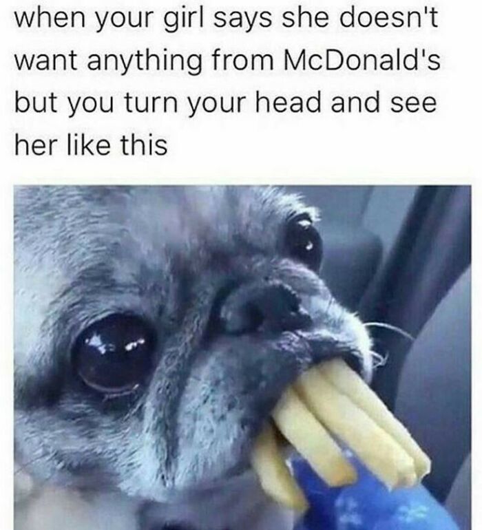 The 60 Funniest Animal Pics That Will Totally Make Your Day