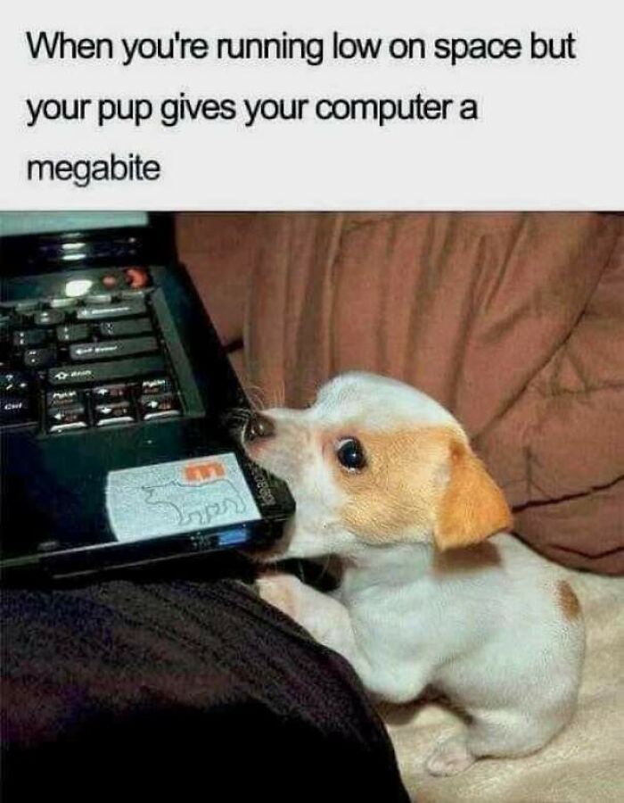 The 60 Funniest Animal Pics That Will Totally Make Your Day