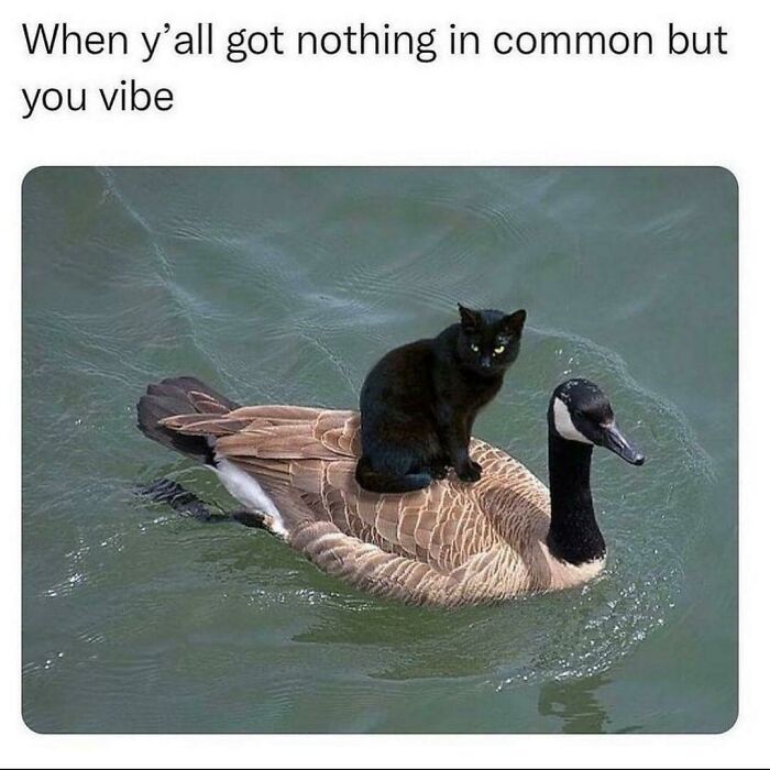 The 60 Funniest Animal Pics That Will Totally Make Your Day