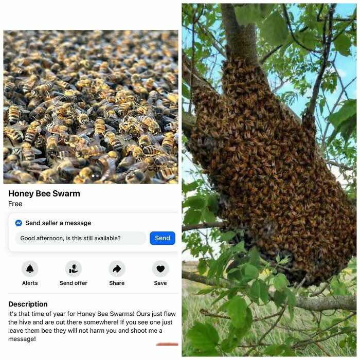Wait, People Actually Tried Selling THIS on Facebook Marketplace?!