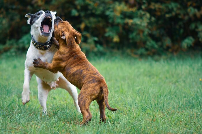 Wait, Animals Saving Humans? Yep, Happened A LOT!