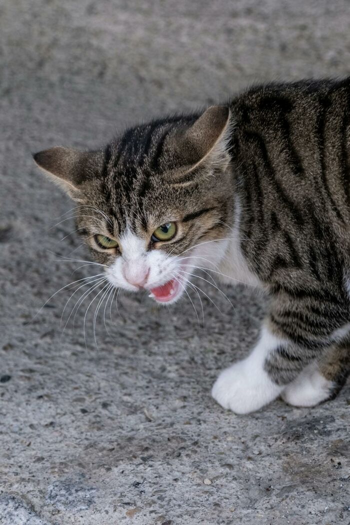 Wait, Animals Saving Humans? Yep, Happened A LOT!