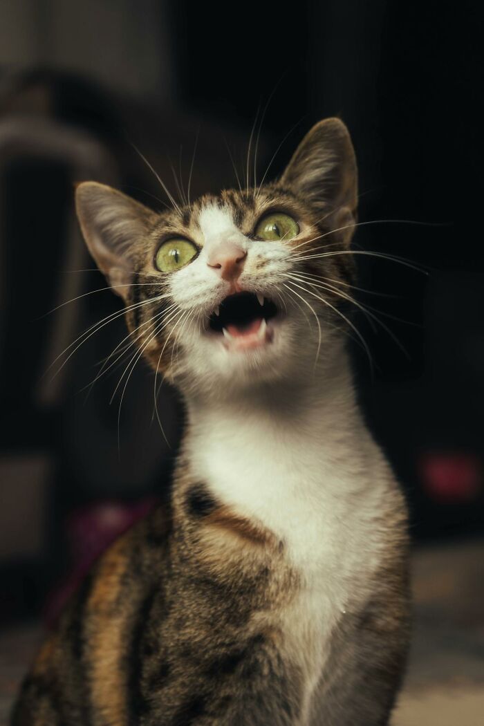 Wait, Animals Saving Humans? Yep, Happened A LOT!