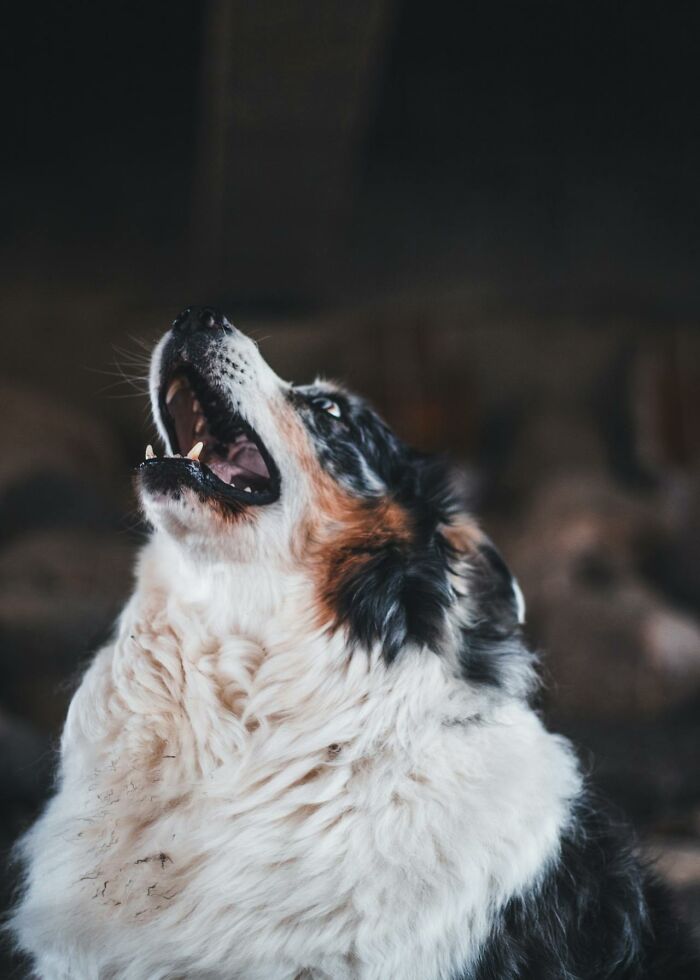 Wait, Animals Saving Humans? Yep, Happened A LOT!