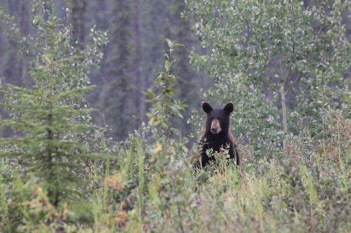 Wait, Animals Saving Humans? Yep, Happened A LOT!