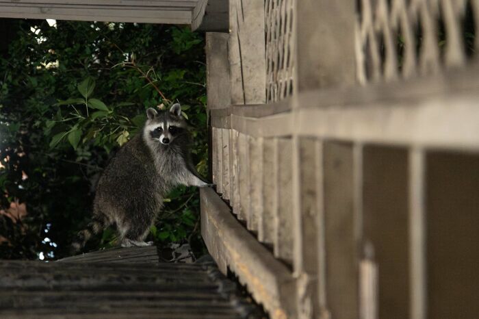 Wait, Animals Saving Humans? Yep, Happened A LOT!