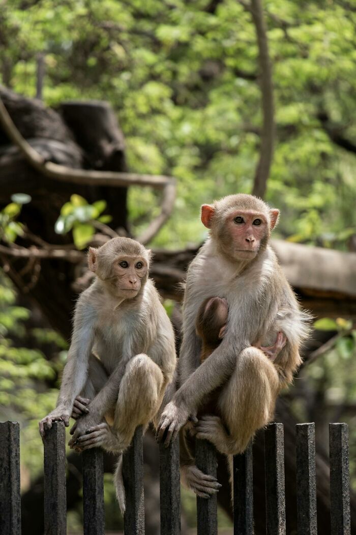Wait, Animals Saving Humans? Yep, Happened A LOT!