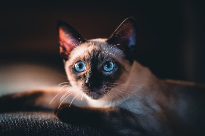 Wait, Animals Saving Humans? Yep, Happened A LOT!