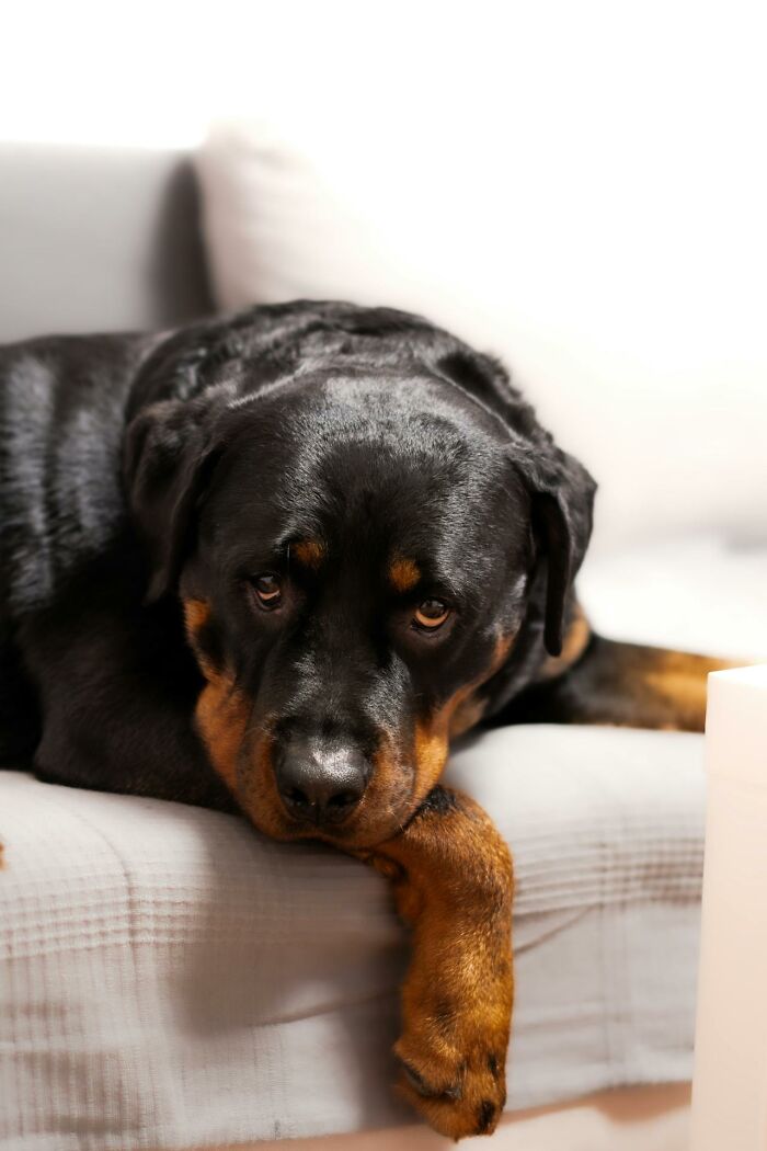 Wait, Animals Saving Humans? Yep, Happened A LOT!