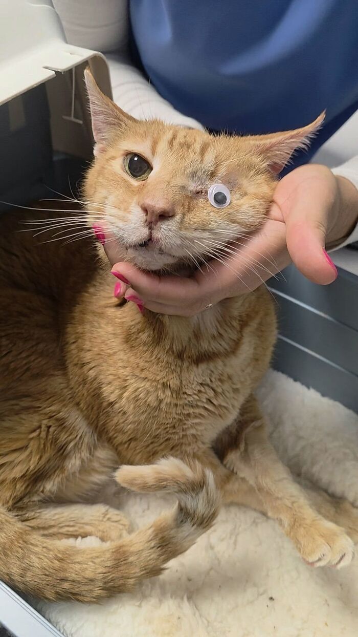 Wait Till You See These Pets Get Roasted So Hard They’re Still Recovering!