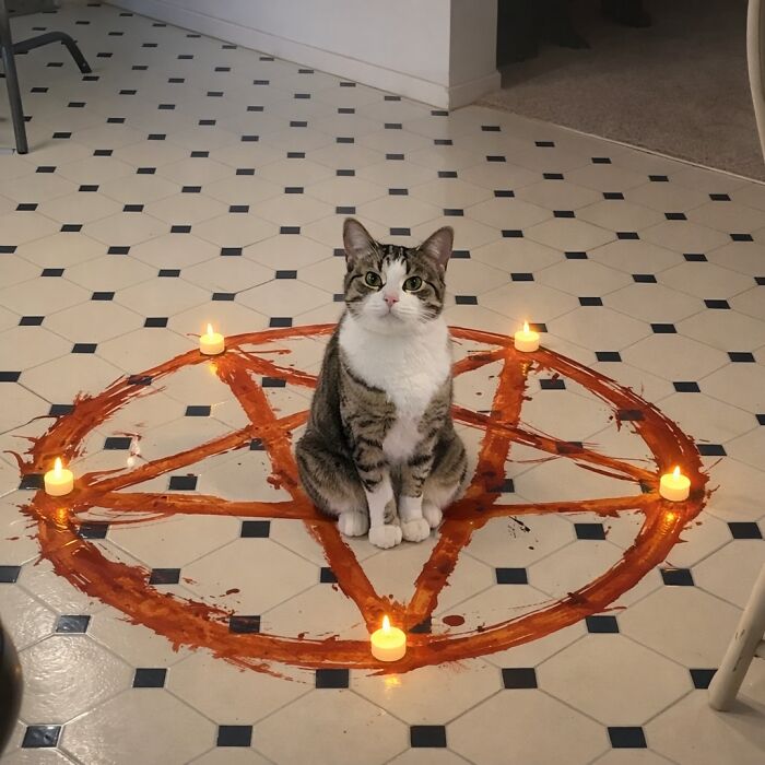 Wait Till You See These Pets Get Roasted So Hard They’re Still Recovering!