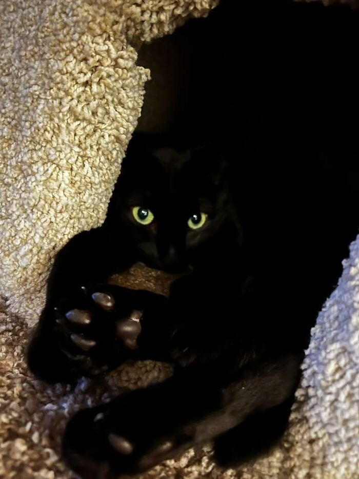 Wait Till You See These Pets Get Roasted So Hard They’re Still Recovering!