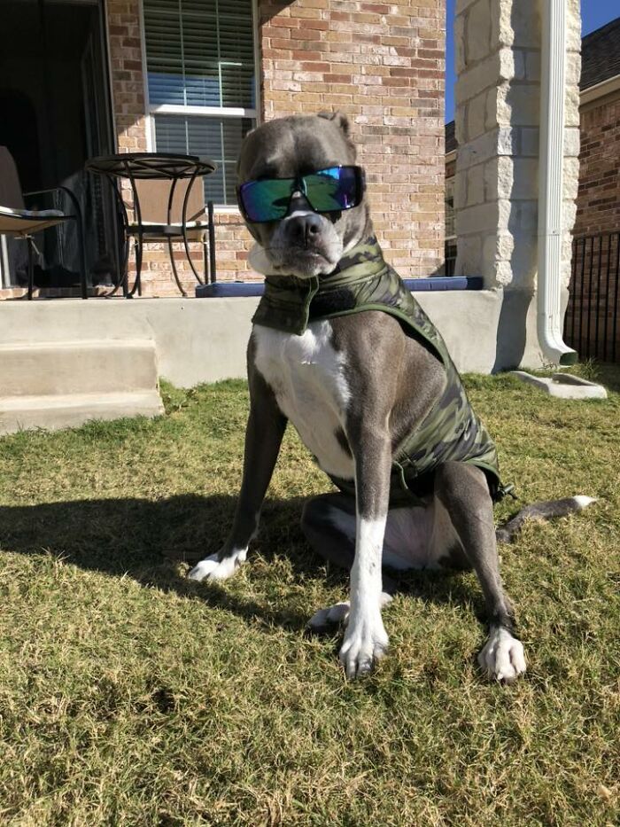 Wait Till You See These Pets Get Roasted So Hard They’re Still Recovering!