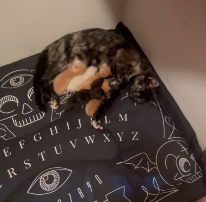 Wait Till You See These Pets Get Roasted So Hard They’re Still Recovering!