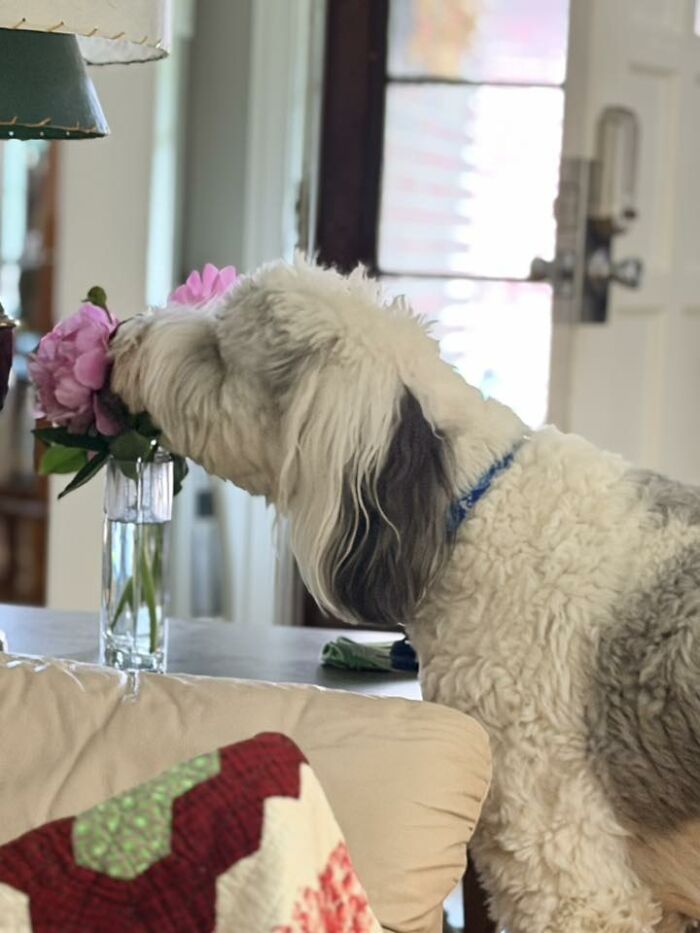 Wait Till You See These Pets Get Roasted So Hard They’re Still Recovering!
