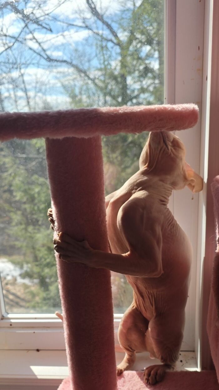 Wait Till You See These Pets Get Roasted So Hard They’re Still Recovering!