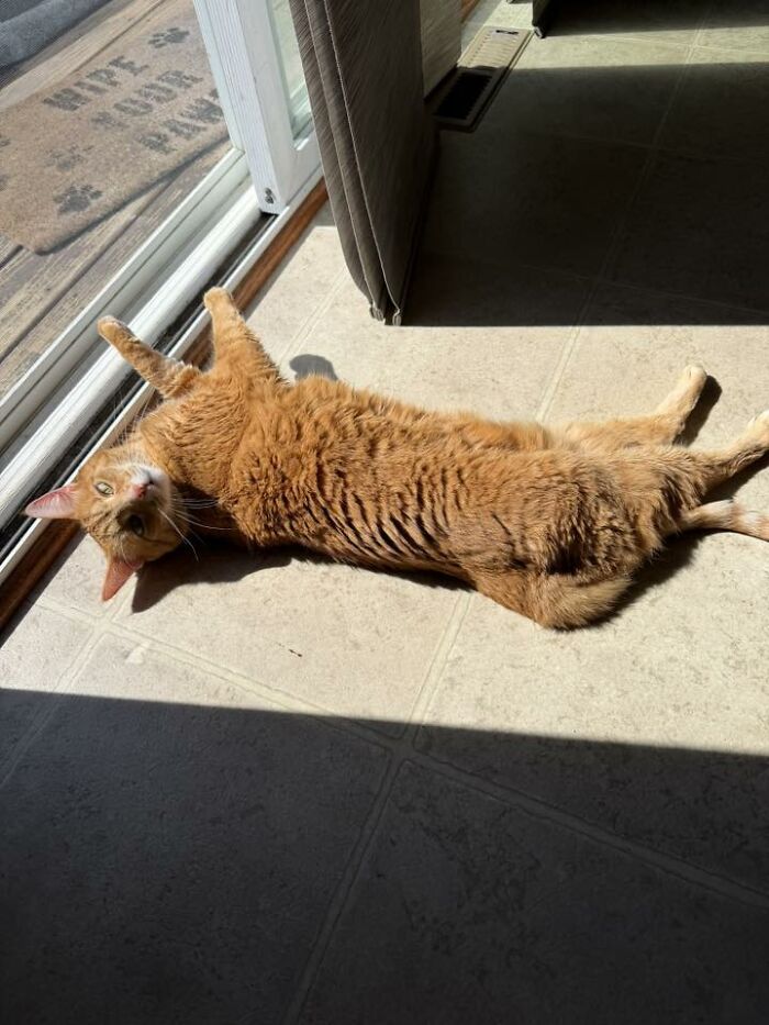 Wait Till You See These Pets Get Roasted So Hard They’re Still Recovering!
