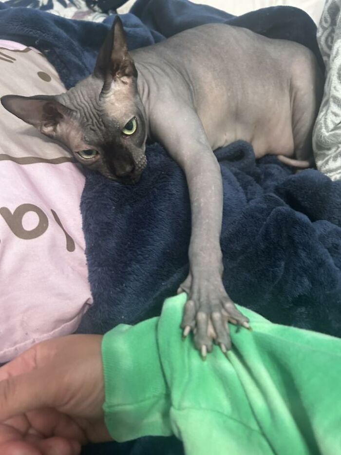 Wait Till You See These Pets Get Roasted So Hard They’re Still Recovering!
