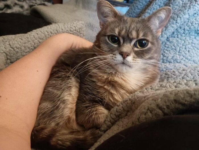 Wait Till You See These Pets Get Roasted So Hard They’re Still Recovering!