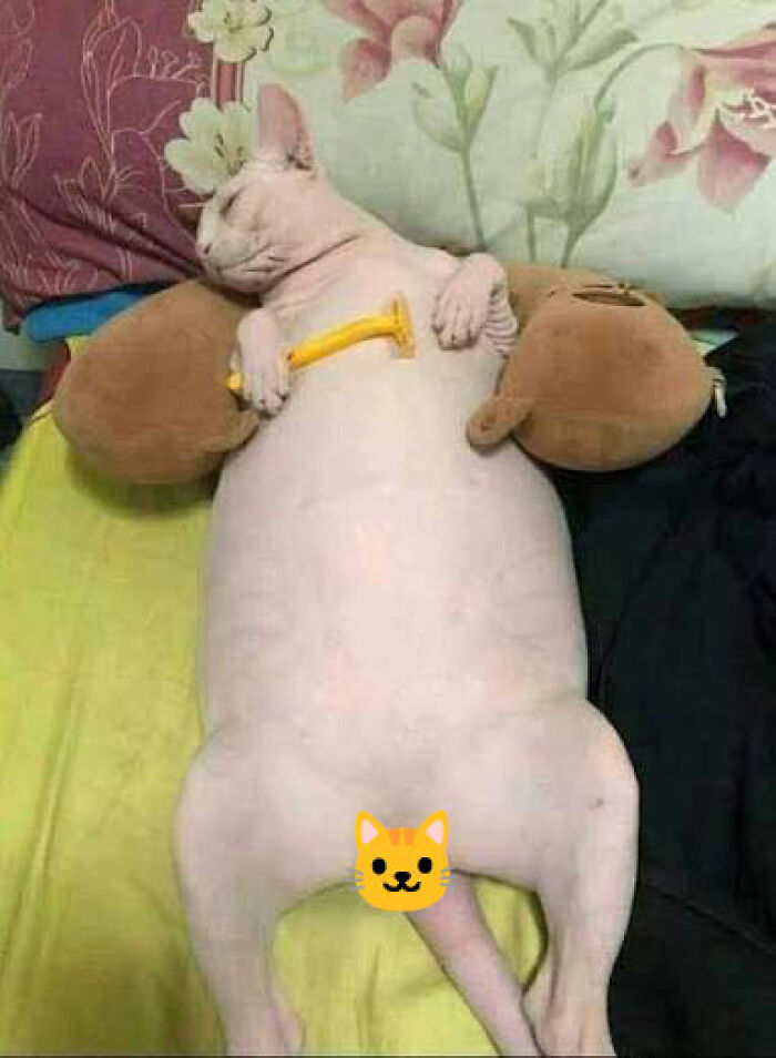 Wait Till You See These Pets Get Roasted So Hard They’re Still Recovering!