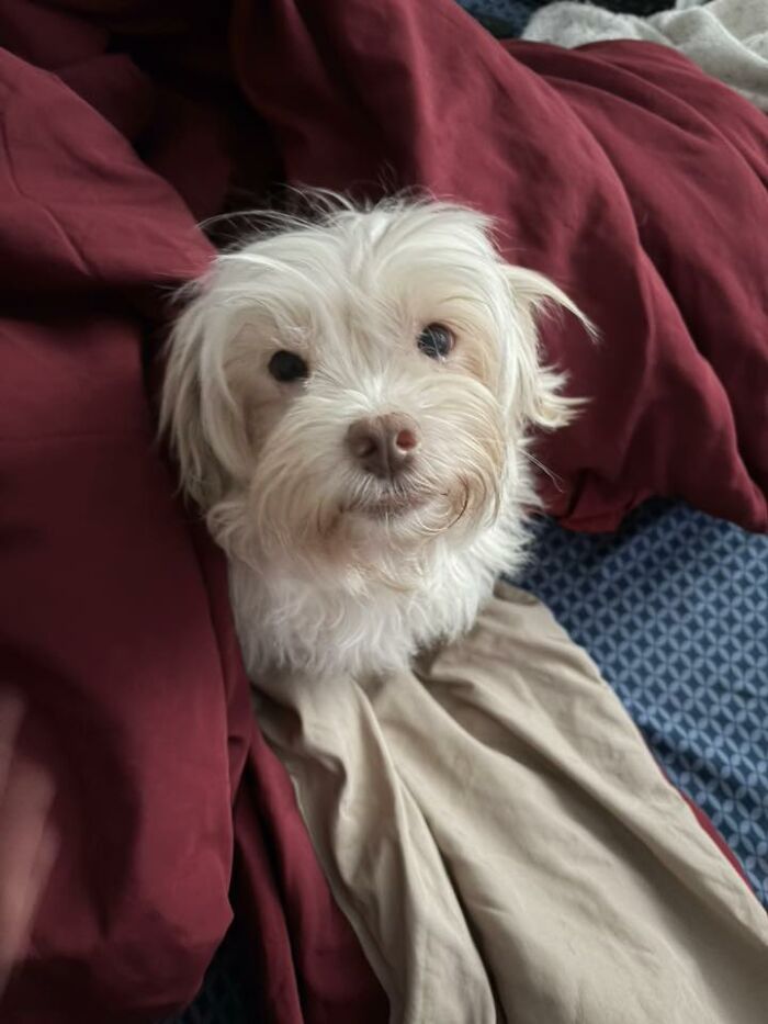Wait Till You See These Pets Get Roasted So Hard They’re Still Recovering!