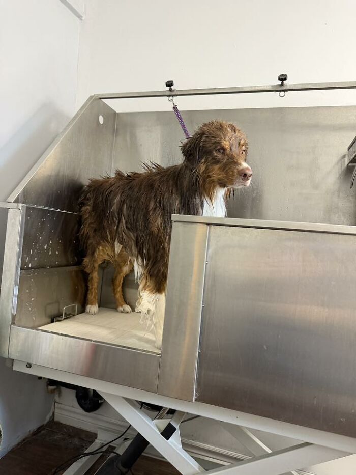 Wait Till You See These Pets Get Roasted So Hard They’re Still Recovering!