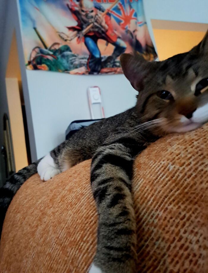 Wait Till You See These Pets Get Roasted So Hard They’re Still Recovering!