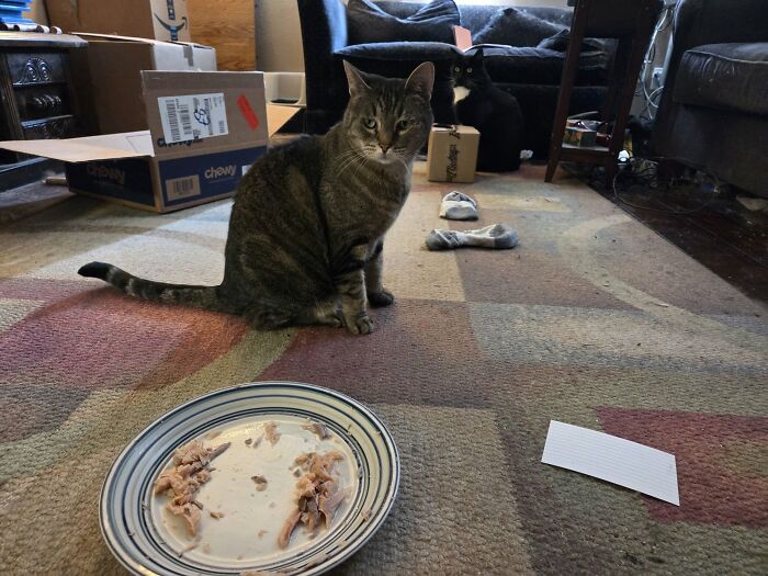 Wait Till You See These Pets Get Roasted So Hard They’re Still Recovering!