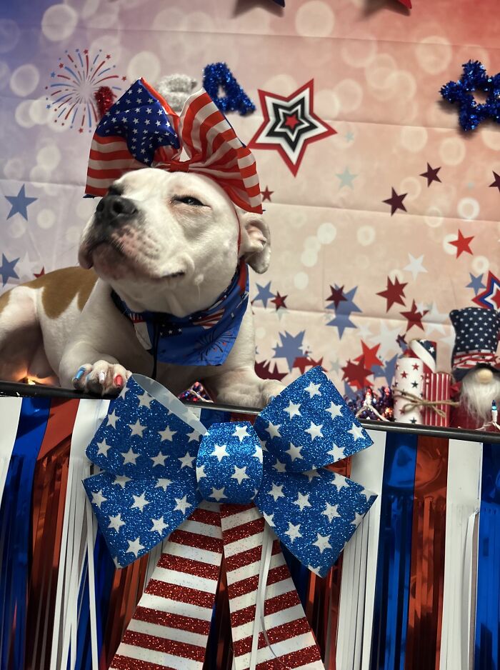 Wait Till You See These Pets Get Roasted So Hard They’re Still Recovering!