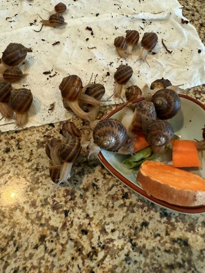 Wait Till You See These Pets Get Roasted So Hard They’re Still Recovering!