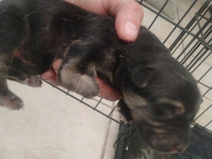 Wait Till You See These Pets Get Roasted So Hard They’re Still Recovering!