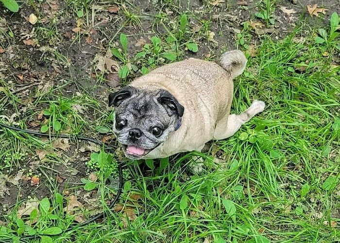Wait Till You See These Pets Get Roasted So Hard They’re Still Recovering!