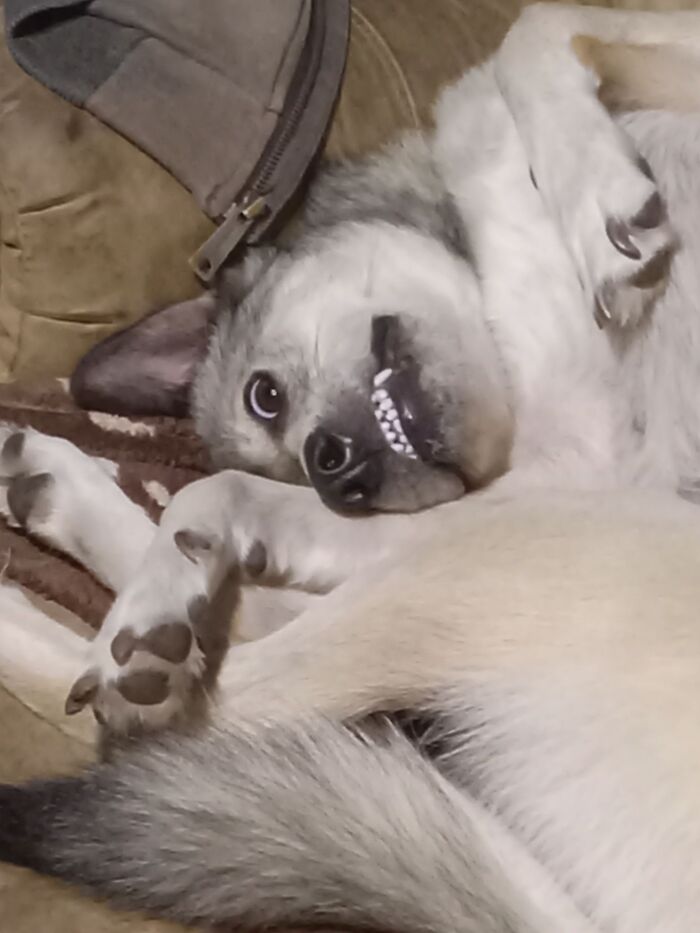 Wait Till You See These Pets Get Roasted So Hard They’re Still Recovering!