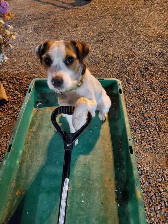 Wait Till You See These Pets Get Roasted So Hard They’re Still Recovering!