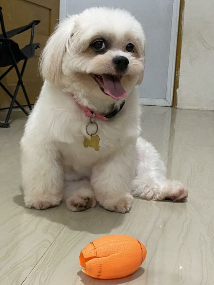 Wait Till You See These Pets Get Roasted So Hard They’re Still Recovering!