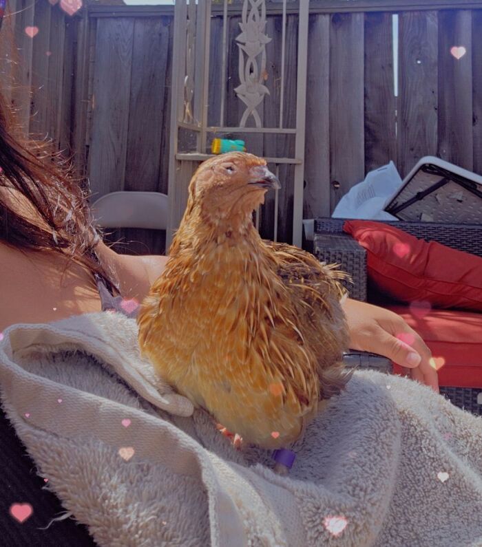 Wait Till You See These Pets Get Roasted So Hard They’re Still Recovering!