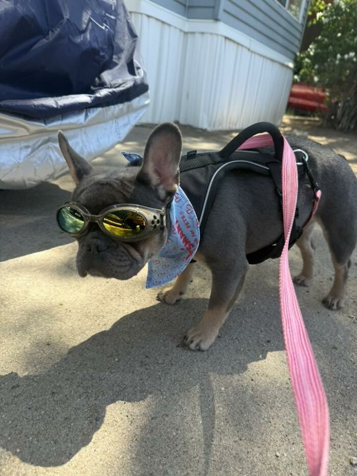 Wait Till You See These Pets Get Roasted So Hard They’re Still Recovering!