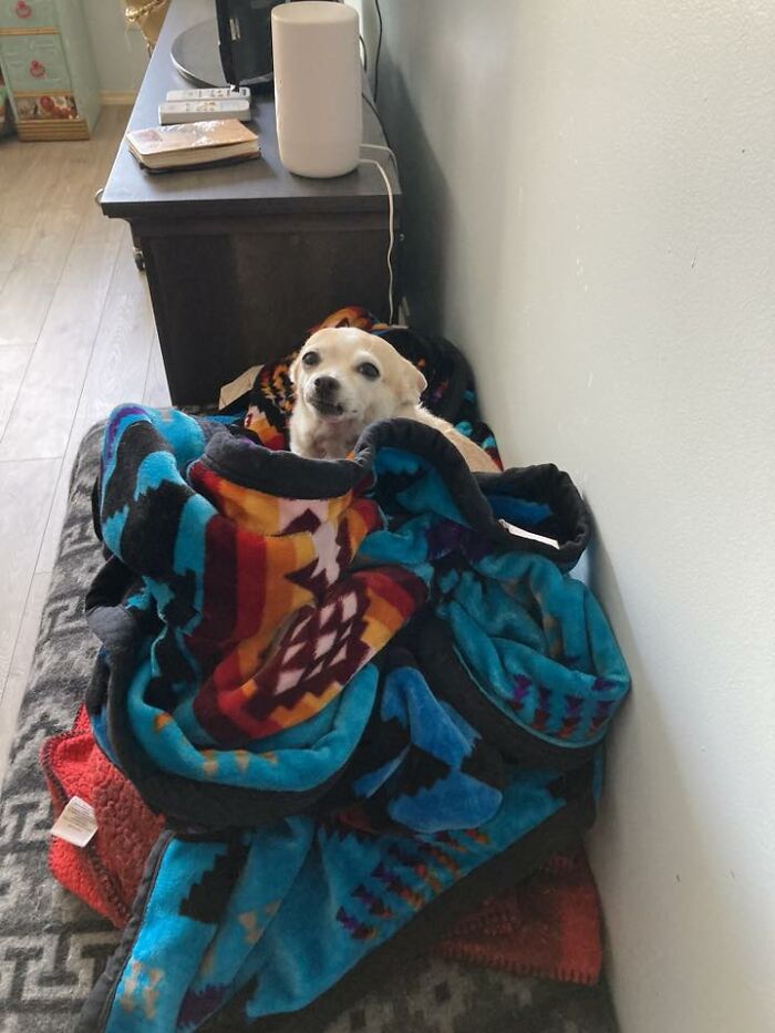 Wait Till You See These Pets Get Roasted So Hard They’re Still Recovering!